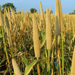 Millet Crop Agriculture