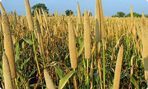 Millet Crop Agriculture