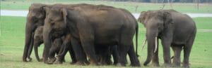 Chhattisgarh Elephant